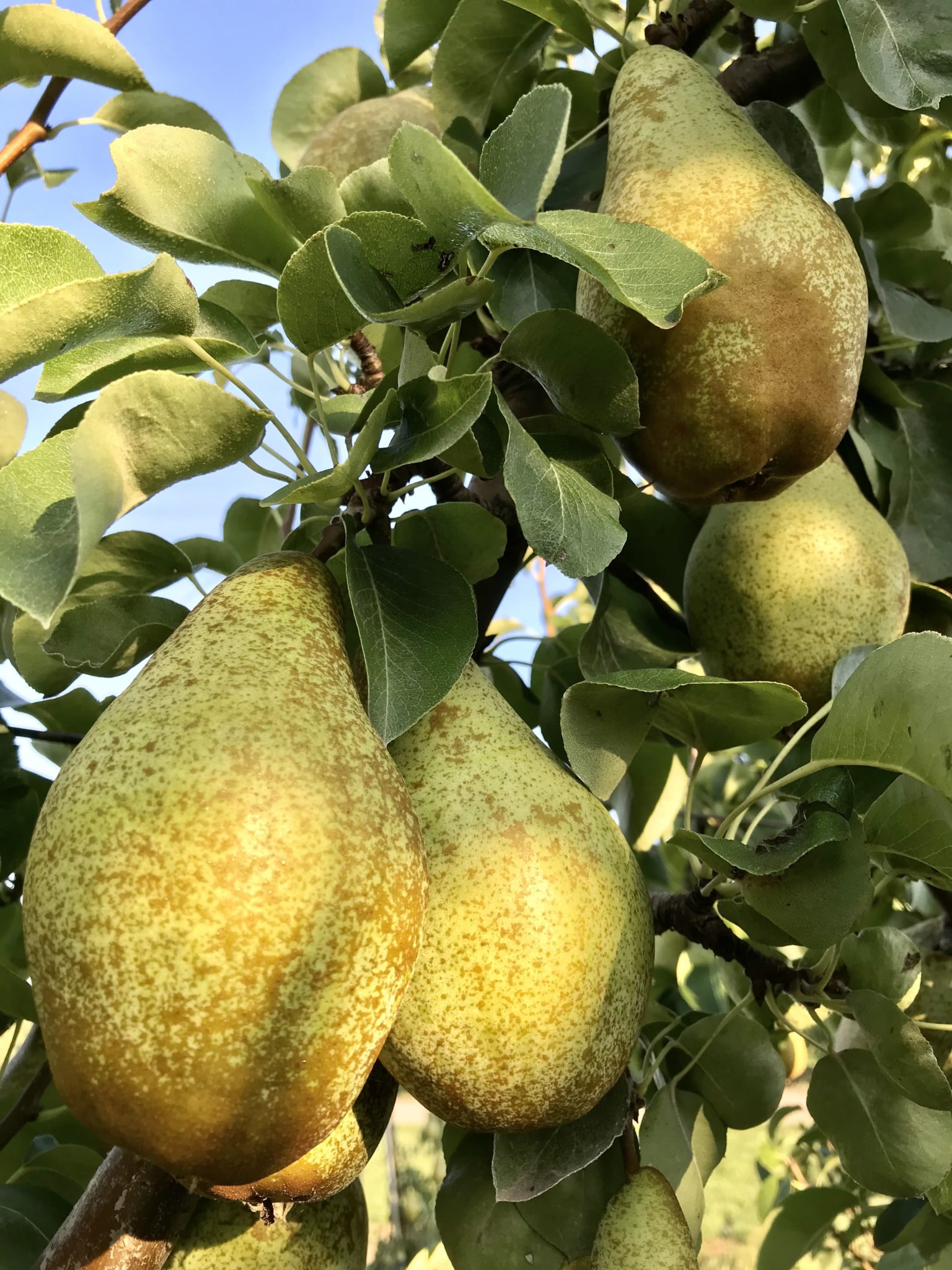 Unser Obst – Obsthof Küpper